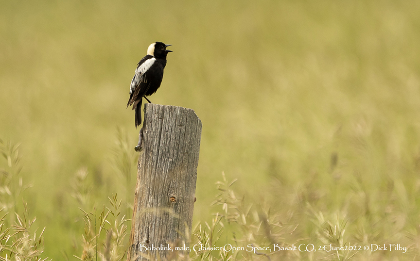 bobolink habitat