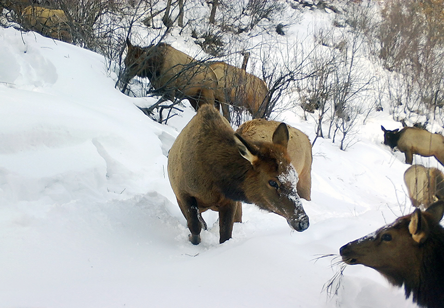 Elk dig for sustenance at Sky Mountain Park.