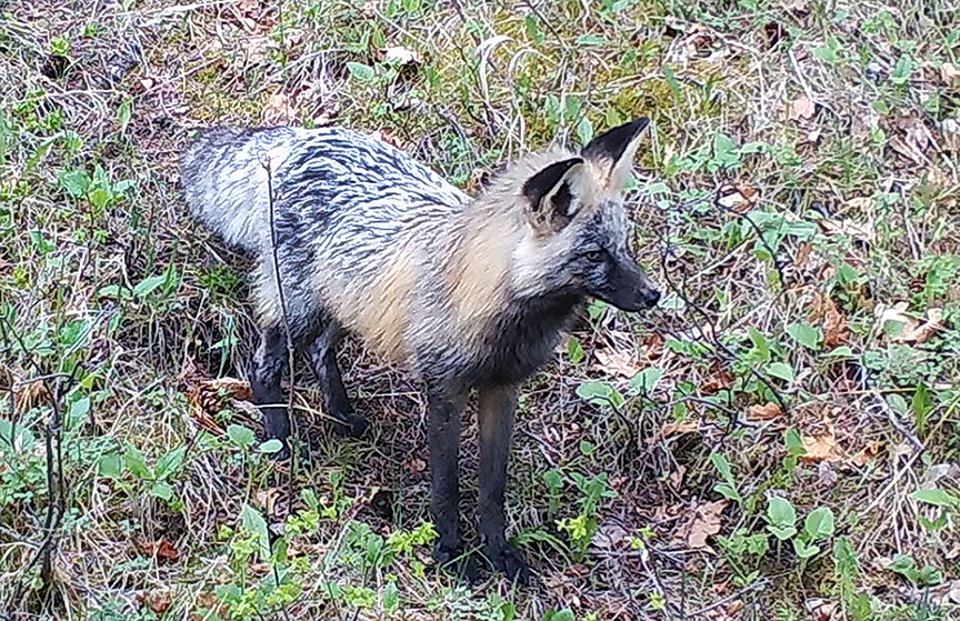 A cross fox (Colorado Wildlife Science)