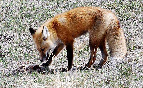 A red fox at Glassier Open Space (OST)