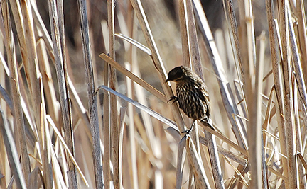 A female Red-winged blackbird among the cattails