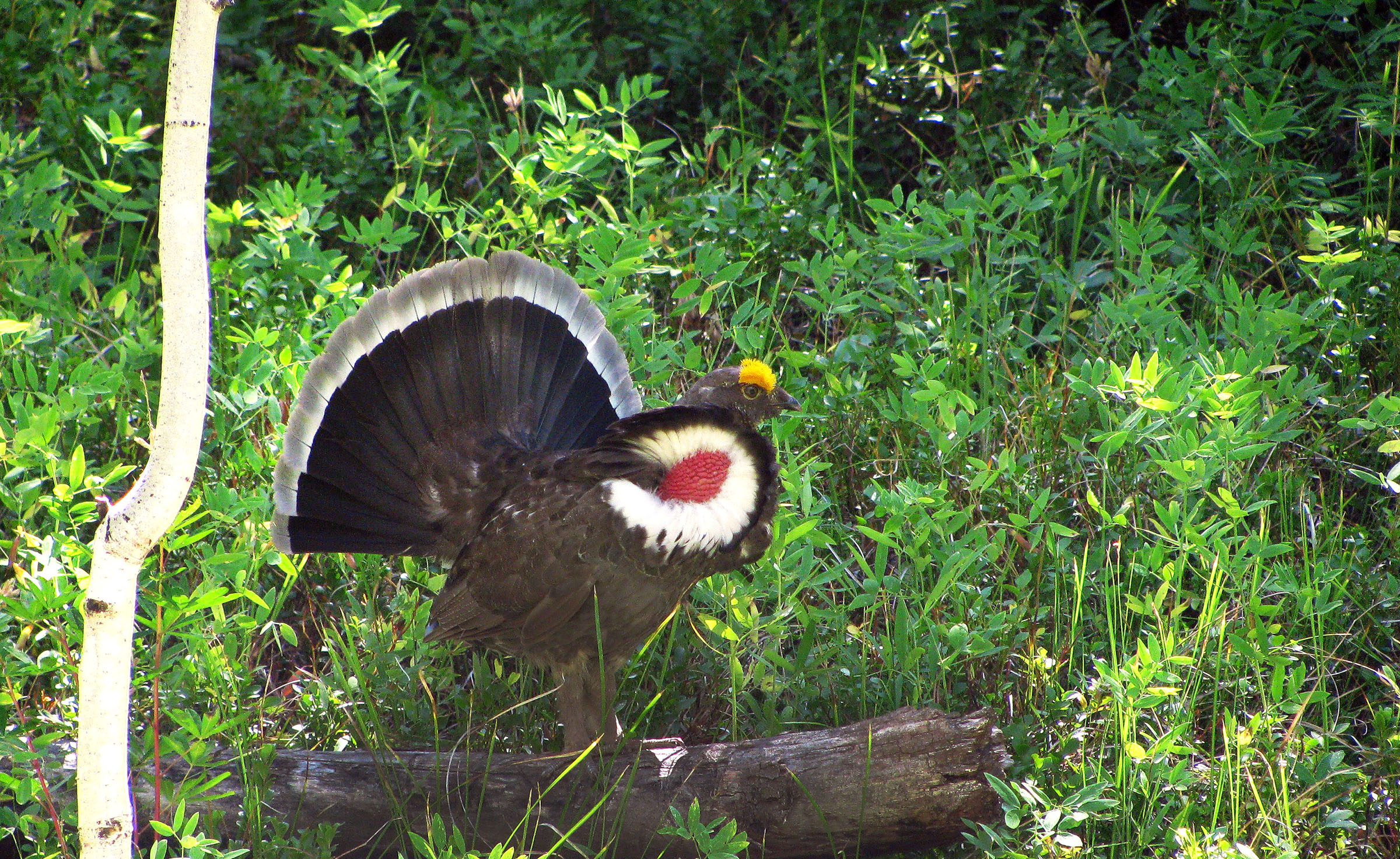 A male Dusky grouse in display mode on the Hunter Creek Cutoff.