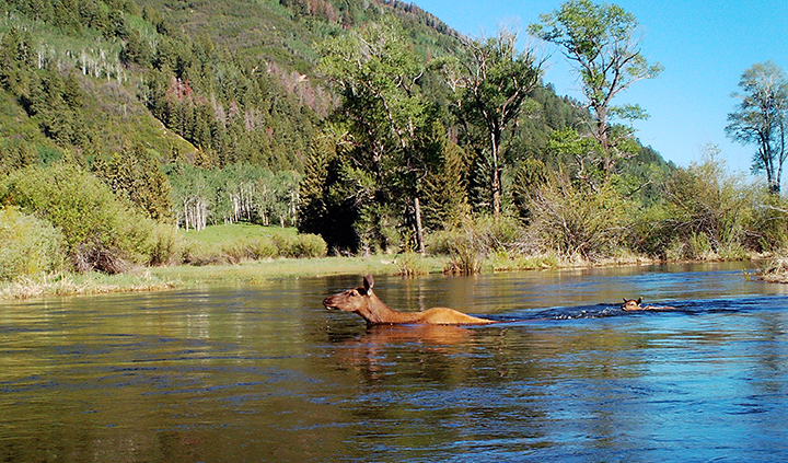 An elk and her calf make their way across the river at North Star Nature Preserve.