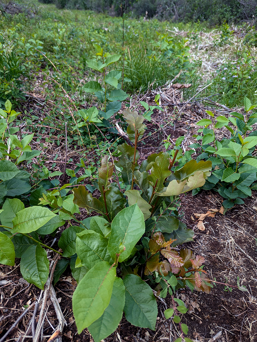 Young vegetation takes hold where old, decadent vegetation was cleared last fall at Sky Mountain Park.