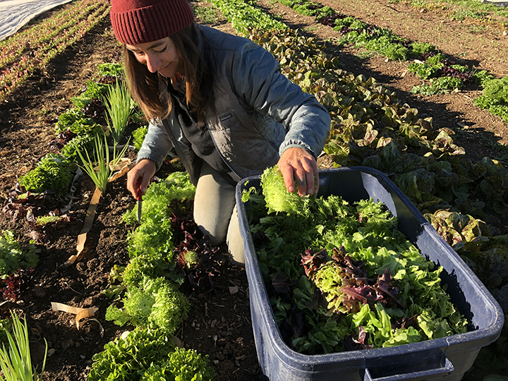 Field Manager Anna Weller helps with the harvest.