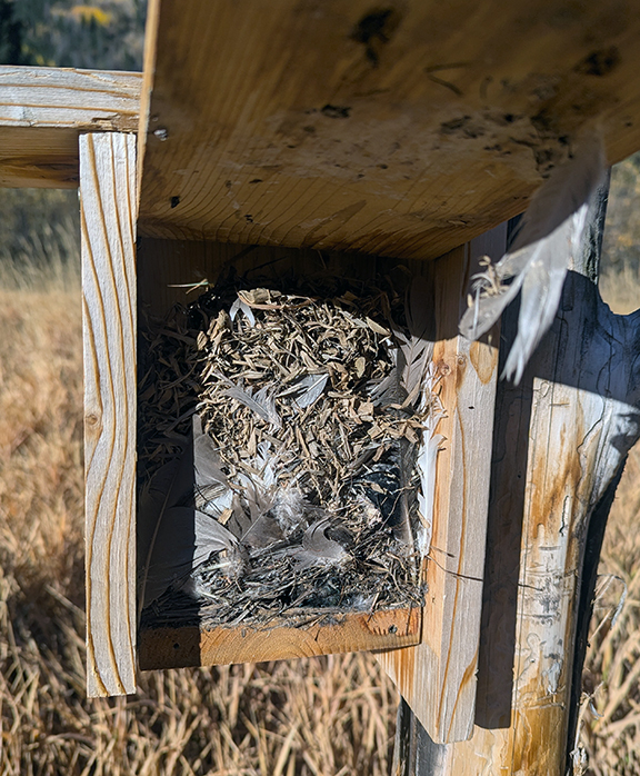 A North Star birdhouse, filled to the brim with nest material.