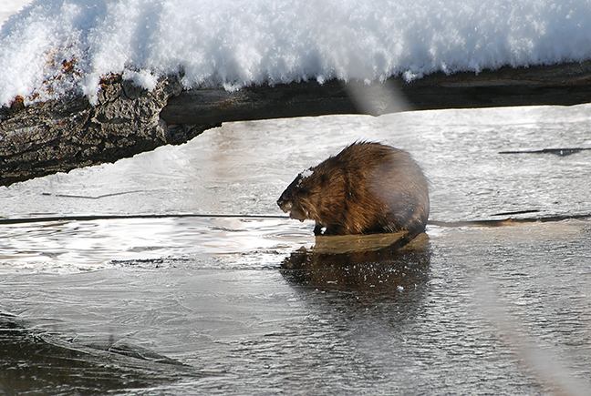 A muskrat perches above the water on an early winter day at North Star.