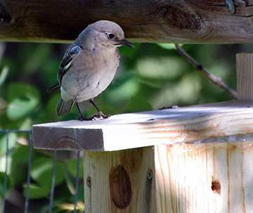 A female, or perhaps juvenile, Mountain bluebird atop at birdghouse at Glassier Open Space.