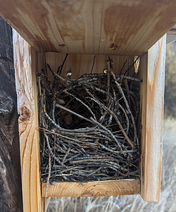 Woven twigs inside a birdhouse may have been the work of House wrens.