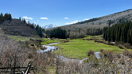 A stream and green meadow on conserved land in Thompson Divide.