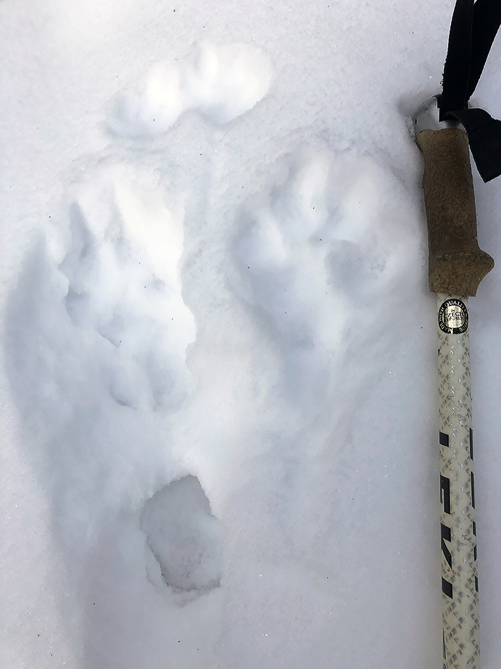 A snowshoe hare's track shows its large hind feet.