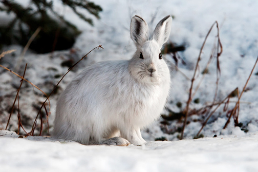 A snowshoe hare in its winter coat of white. Credit: National Parks Service