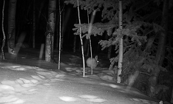 Image of a snowshoe hare in snow near trees, in the dark of night.