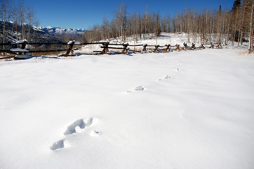 The bounding tracks of a snowshoe hare on Smuggler Mountain Open Space.