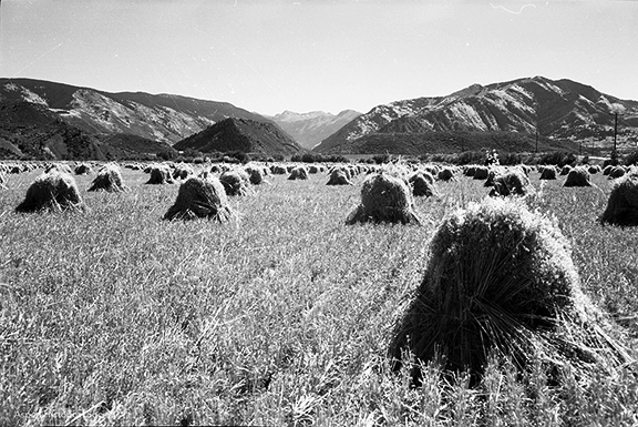 An image of shocks of wheat standing in a field on the outskirts of Aspen in 1962. (Photo credit: Aspen Historical Society, Aspen Times Collection)